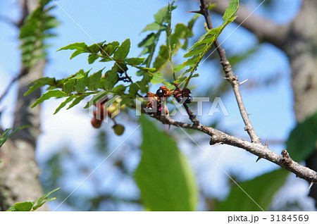 サンショウの実　サンショウ 3184569
