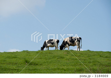 草を食む牛 3184669