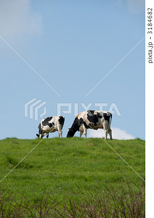 草を食む牛 3184682