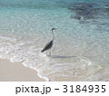 モルディブの鳥 3184935