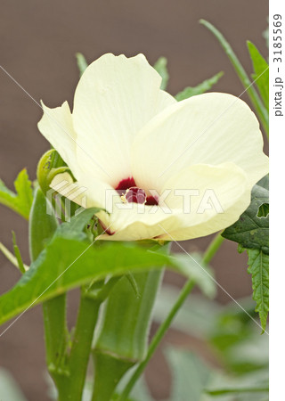 花から実へ(オクラ) 花から実へ(オクラ) 3185569