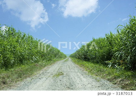 1本道 1本道 3187013