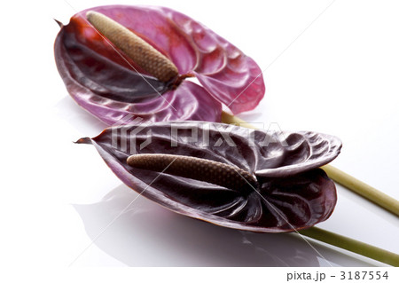 アンスリューム 3187554