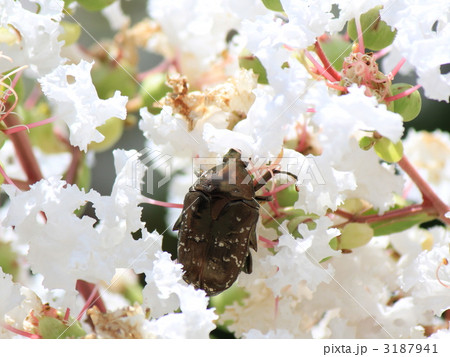 お食事中のカナブン 3187941
