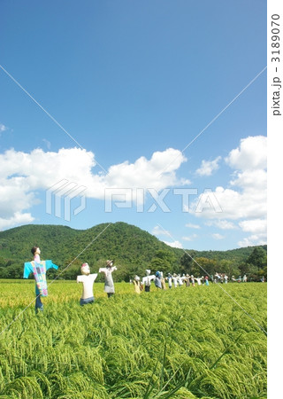 田んぼの番人の写真素材 [3189070] - PIXTA
