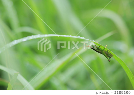 雨宿りしているイナゴ 3189100