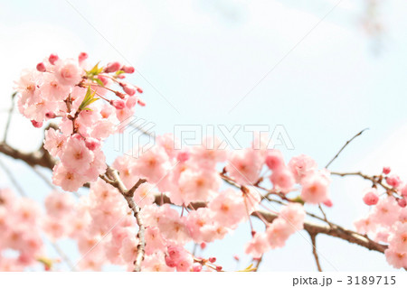 ソフトイメージの八重紅枝垂れ桜 3189715