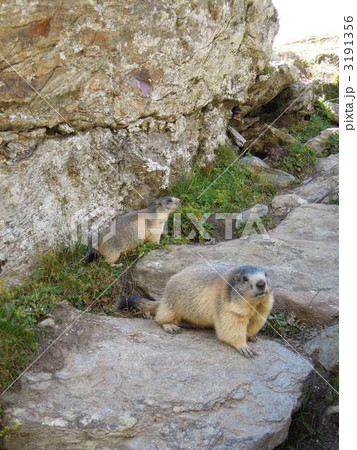 マーモット 3191356