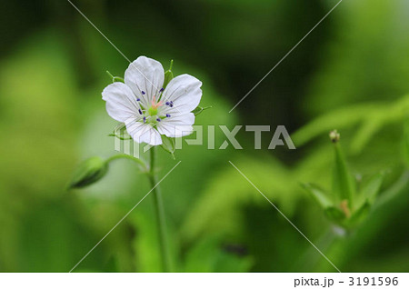 ゲンノショウコ ゲンノショウコ 3191596