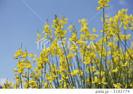 エニシダ 3192774