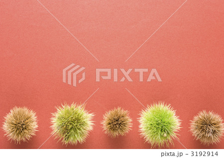 栗　毬栗　俯瞰撮影 3192914