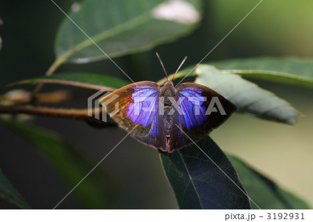 ムラサキシジミ 3192931