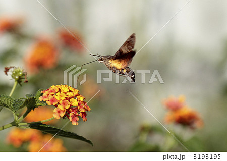 ランタナとホシホウジャク 3193195