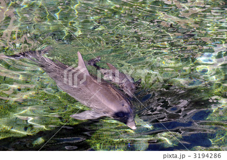 ハワイ島　いるか 3194286