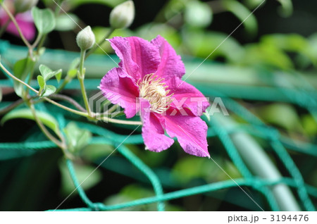 クレマチス クレマチス 3194476