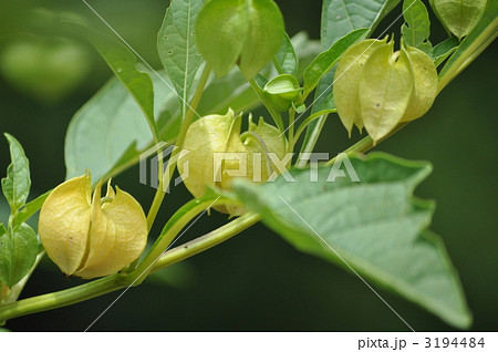 オオセンナリ 3194484