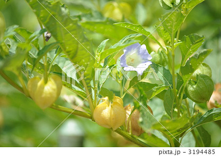 オオセンナリ 3194485