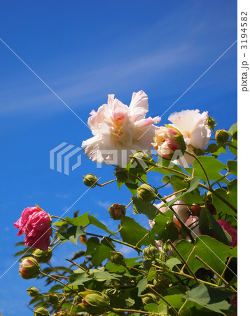 スイフヨウ 3194582