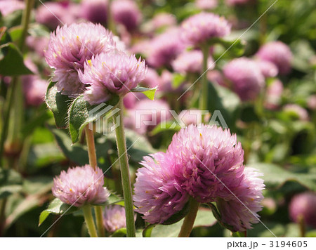 千日紅（センニチコウ） 3194605