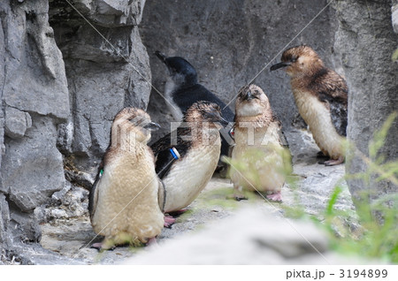 フェアリーペンギン フェアリーペンギン 3194899