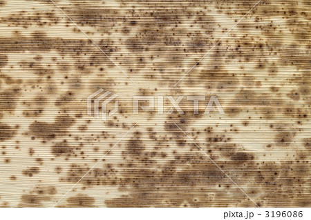 竹の皮 3196086