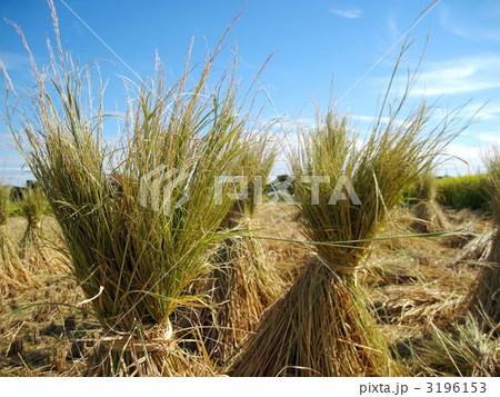 秋の稲刈り 秋の稲刈り 3196153