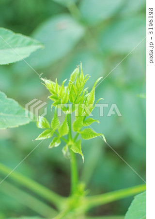 タラの芽 3196198