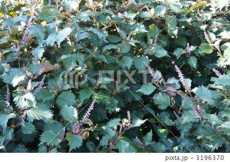 紫蘇の葉 紫蘇の葉 3196370