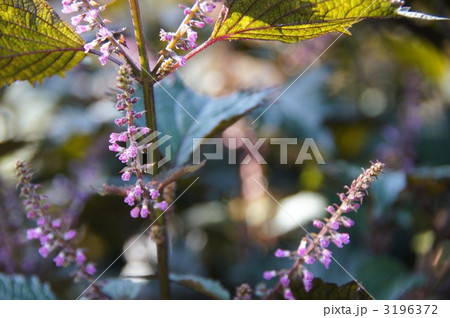 紫蘇の葉 紫蘇の葉 3196372