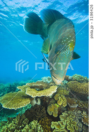 ナポレオンフィッシュ 3196426