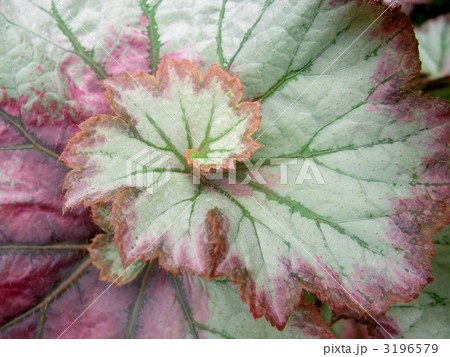レックスベゴニアの葉アップ 3196579