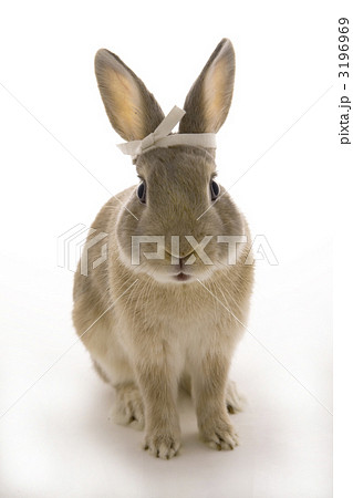 カメラ目線の鉢巻きをしたウサギの写真素材