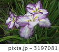 花菖蒲② 3197081