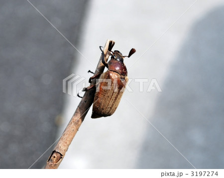 枝につかまるコフキコガネ 枝につかまるコフキコガネ 3197274