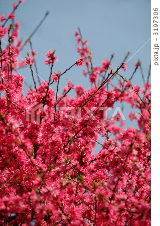 満開のきくもも 3197306