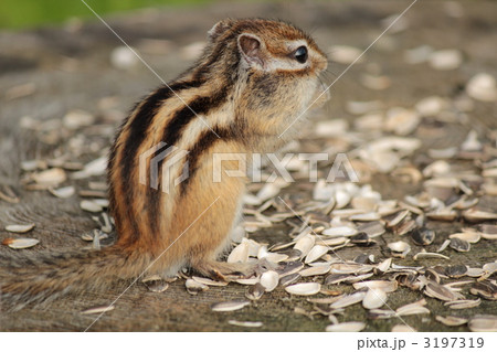 エゾシマリス 3197319