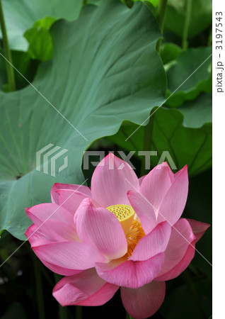 上野　不忍池の蓮花 3197543