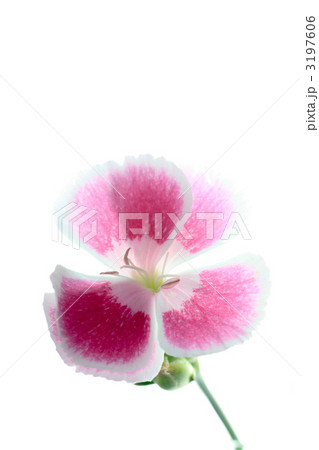 なでしこ／ナデシコ／瞿麦／撫子 3197606