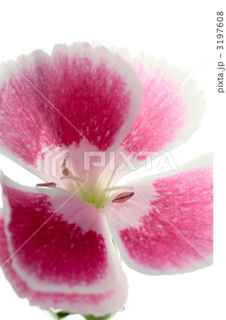 なでしこ/ナデシコ/瞿麦/撫子 なでしこ/ナデシコ/瞿麦/撫子 3197608