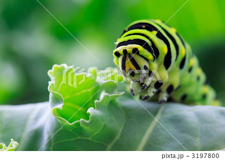 アゲハチョウの幼虫 3197800