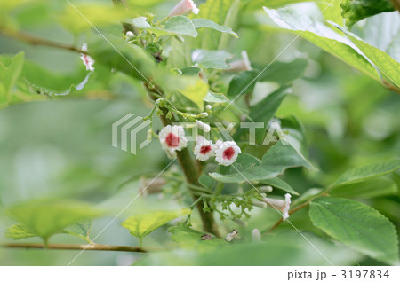 ヘクソカズラ ヘクソカズラ 3197834