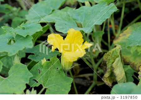 カボチャの花 カボチャの花 3197850