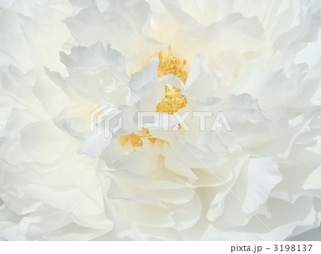 ホワイトフラワー 3198137