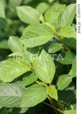 家庭菜園のモロヘイヤ 3198444