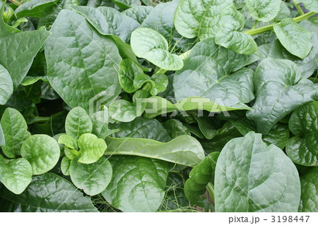 家庭菜園のツルムラサキ 3198447