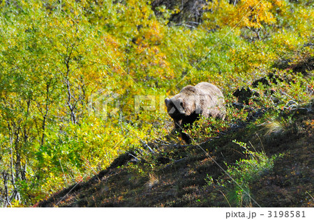 食事中のグリズリー 食事中のグリズリー 3198581