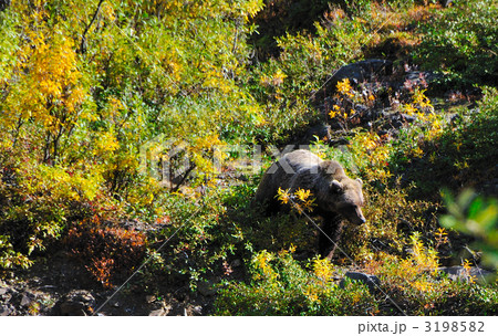 グリズリーの小熊 3198582