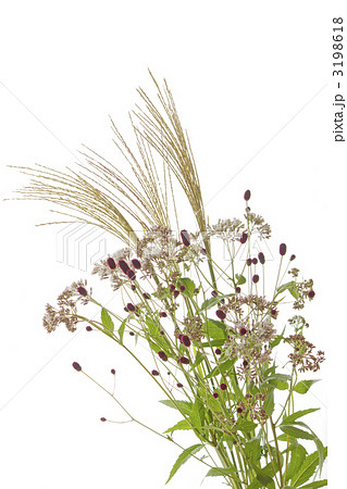 秋の素朴な花束 秋の素朴な花束 3198618