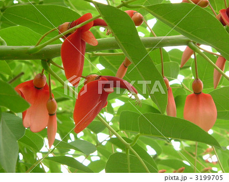 アメリカデイゴ 3199705