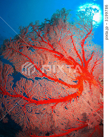 イソバナ　琉球イソバナ　赤 3199786